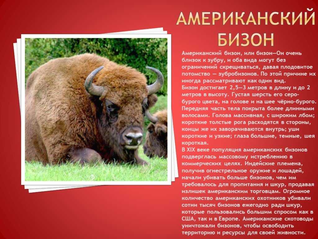 Красная книга московской области | описания и фото животных | некоммерческий учебно-познавательный интернет-портал зоогалактика