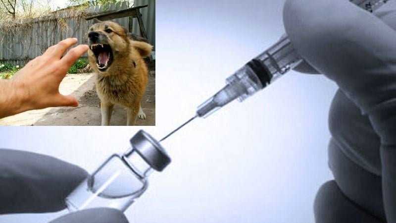Реакция щенка на прививку