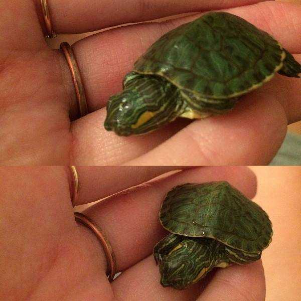 Почему черепахи живут дольше. Красноухая черепаха маленькая. Маленькие красноухие Черепашки. Маленькие водные Черепашки. Красноухая черепаха на суше.