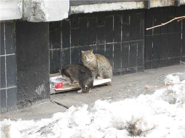 ? как сохранить диких и уличных кошек в тепле и безопасности зимой - 2021