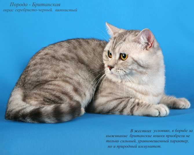 Новые породы кошек с фотографиями и названиями