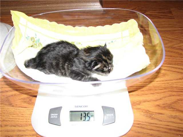 Чем кормить кошку для набора веса