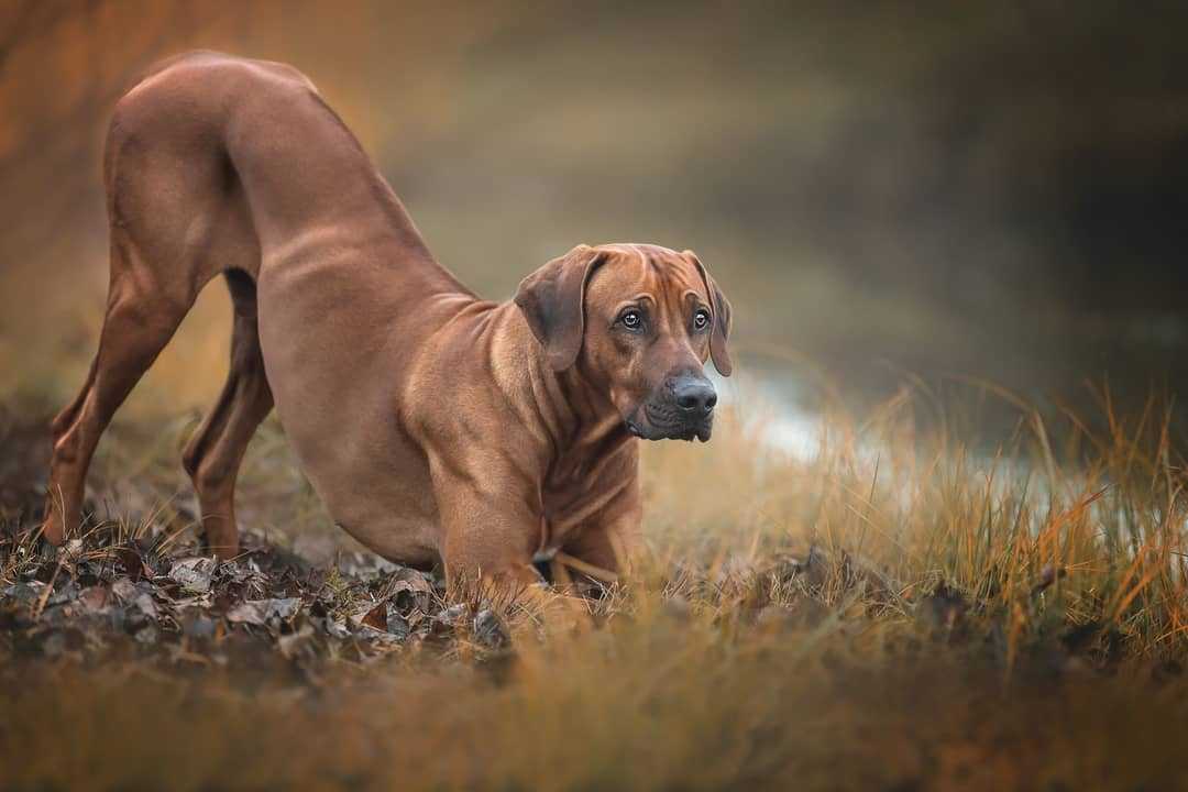 Древняя самобытная порода – родезийский риджбек (африканская львиная собака)