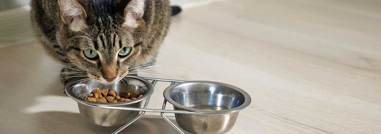 Почему кошка закапывает пищу?