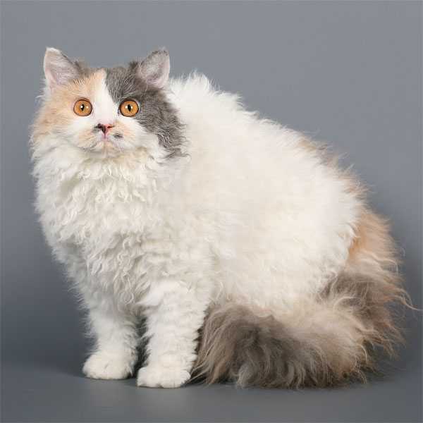 Селкирк рексы (40 фото): описание породы кошек, черты характера. почему короткошерстные коты называются страйт?