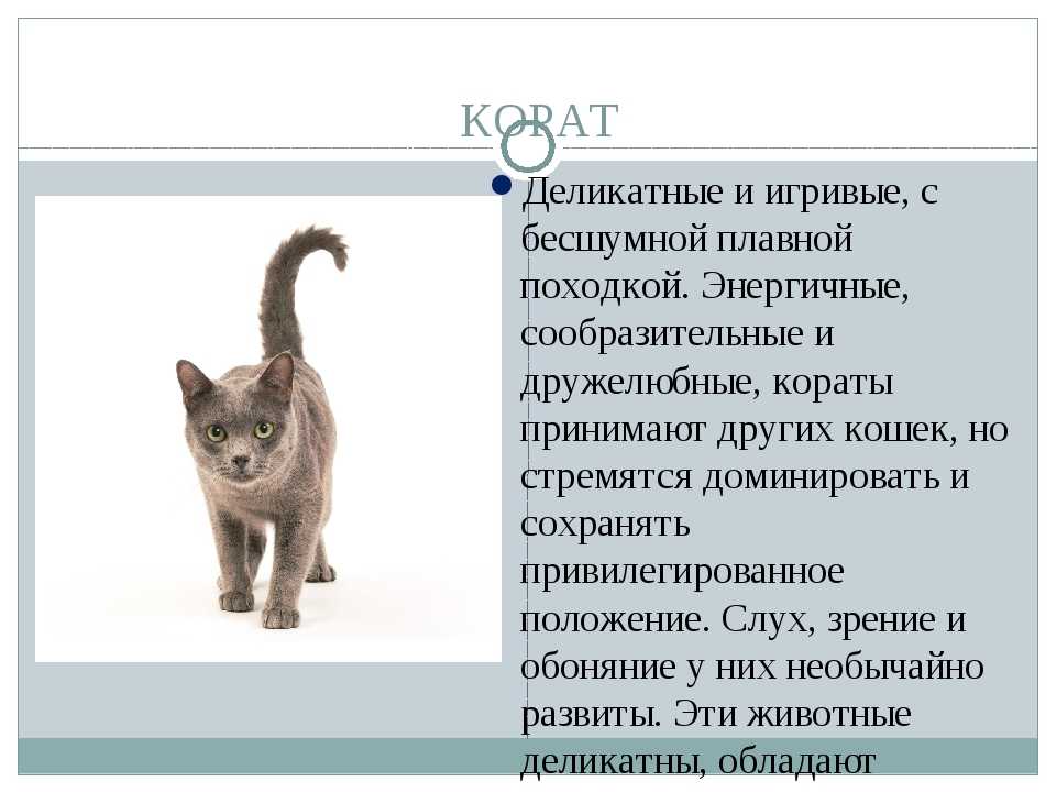 Анатолийская кошка : содержание дома, фото, купить, видео, цена