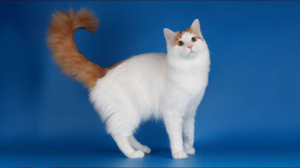 Турецкий ван: описание породы кошек с фото, стоимость
