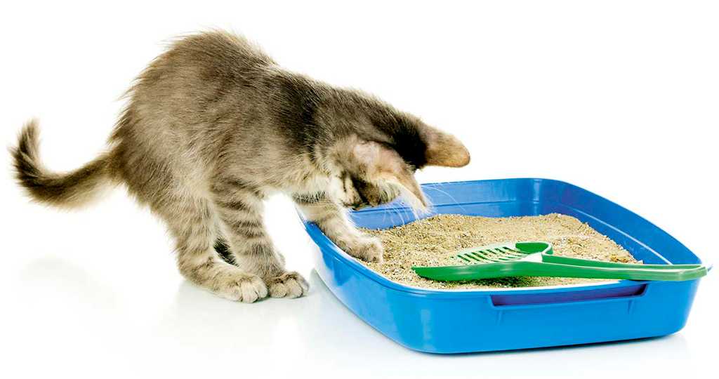 Как быстро приучить котенка к лотку с наполнителем, правила выбора туалета и наполнителя, где поставить лоток и другие рекомендации