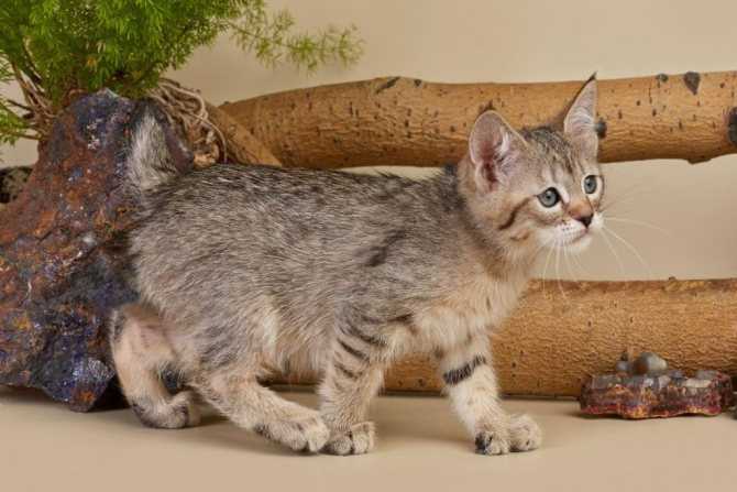 Пиксибоб — описание породы кошек от а до я: цена котят, фото окраса, содержание, описание породы, характер, отзывы