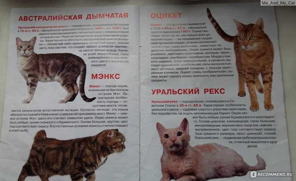 Анатолийская кошка: фото, описание, характер, содержание, отзывы