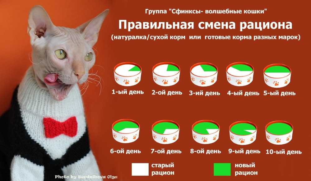 Сколько раз в день необходимо кормить кота или кошку - натуральное питание и готовые покупные корма, особенности кормления кастрированных котов