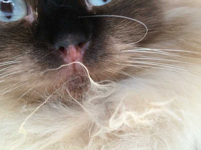 Почему у кошки может быть сухой и теплый нос