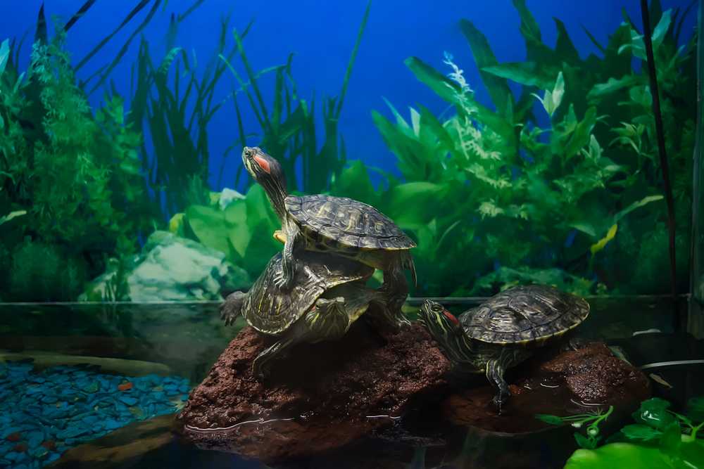 Черепаха в аквариуме уход. Аквариумная черепаха красноухая. Аквариум для красноухой черепахи. Аквариумные Черепашки красноухие. Красноухая Пресноводная черепаха.