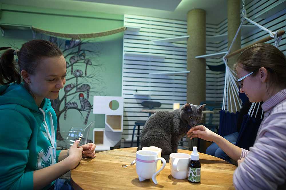 Кафе с котиками в санкт-петербурге