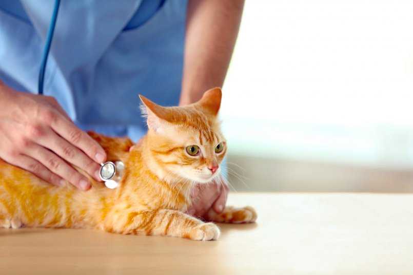 Запор у кошек: как помочь животному и когда стоит обратиться к ветеринару