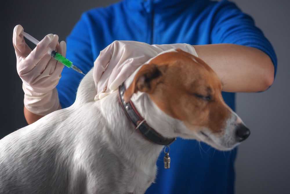 Собаки, прививки от бешенства, собаки после прививки, вакцинация собак