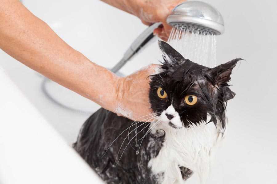 Надо ли мыть кошку после родов
