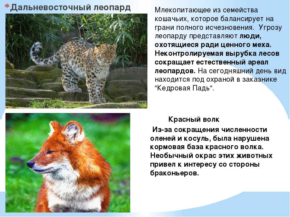 Млекопитающие красной книги россии