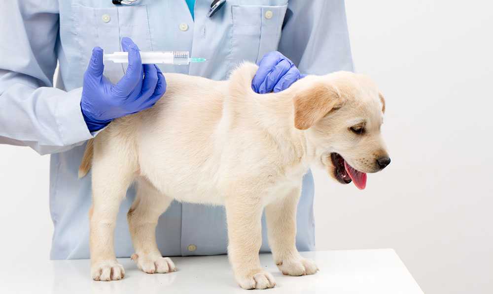 Вакцинация собак от бешенства: график прививок и выбор вакцины