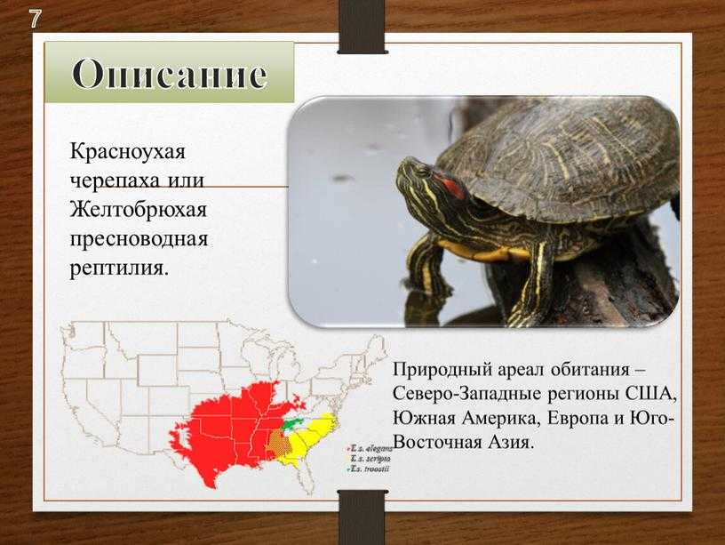 Размеры красноухой черепахи 11 фото): до каких максимальных размеров вырастает черепашка в домашних условиях? с какой скоростью растет черепаха по годам?