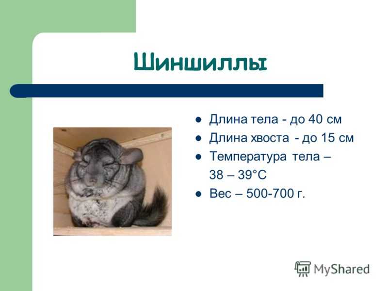 ᐉ размер шиншиллы: таблица веса и роста по месяцам от малышей до взрослых - zoopalitra-spb.ru
