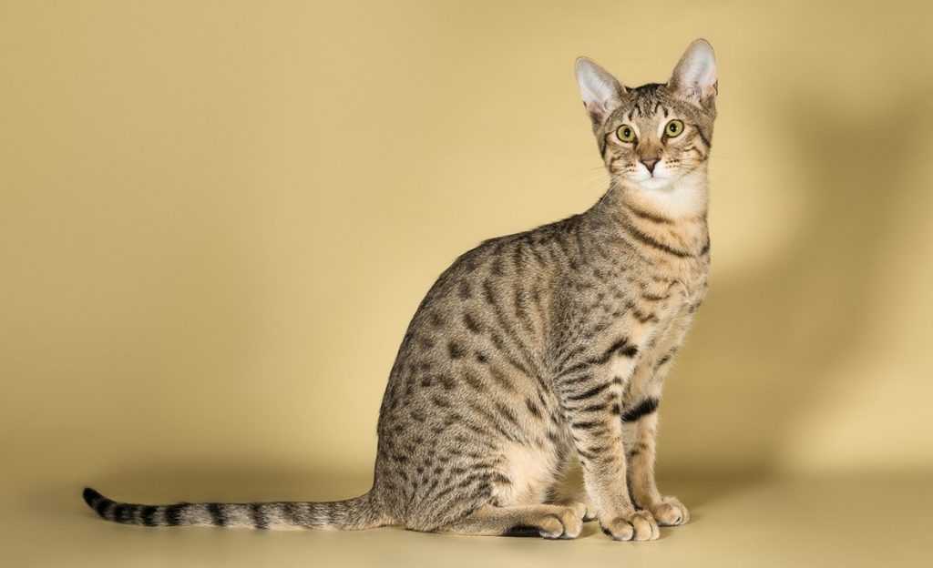 Кошка саванна – описание и особенности породы, отличие от сервала и основные черты характера