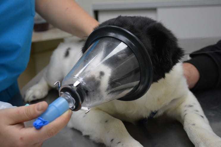 Техника и клиника общей анестезии - для ветеринарных врачей