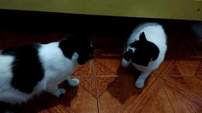 Две кошки в доме: мирись, мирись и больше не дерись