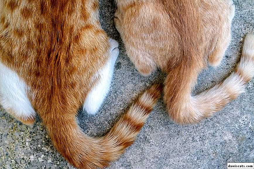 Почему кошка шевелит хвостом когда лежит