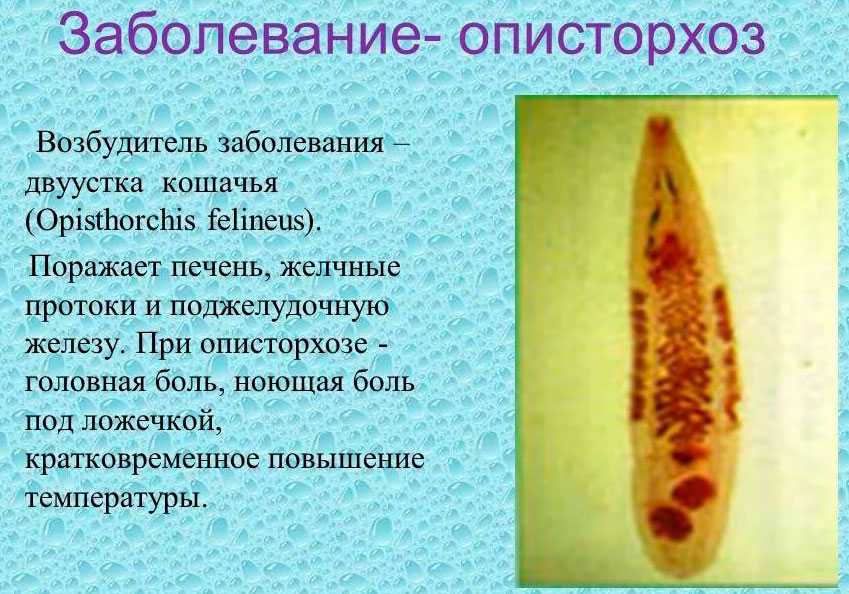 Болезни у кошек
