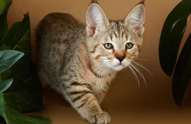 Саванна – фото кошки, цена, особенности породы, характер, отзывы владельцев