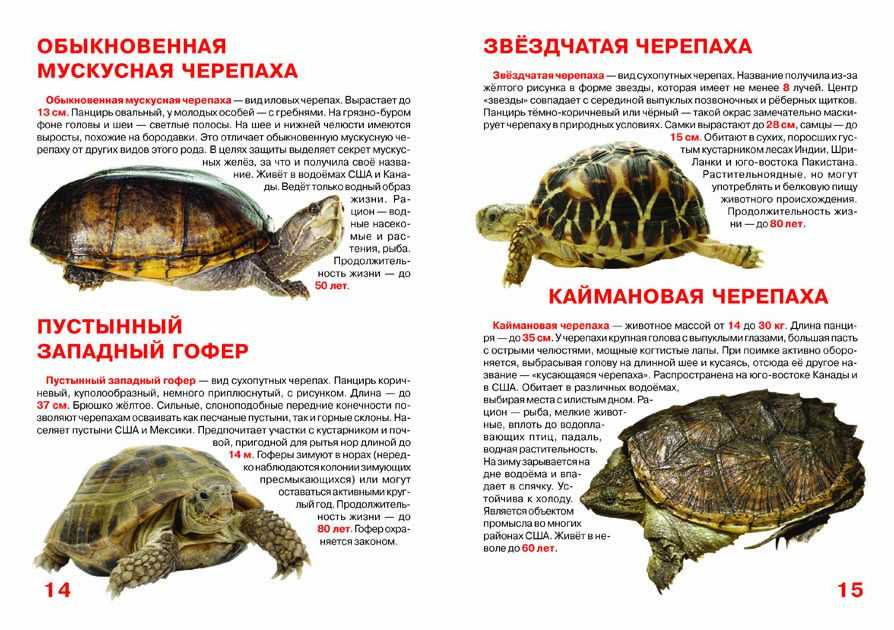 Какую черепаху выбрать для домашнего содержания?