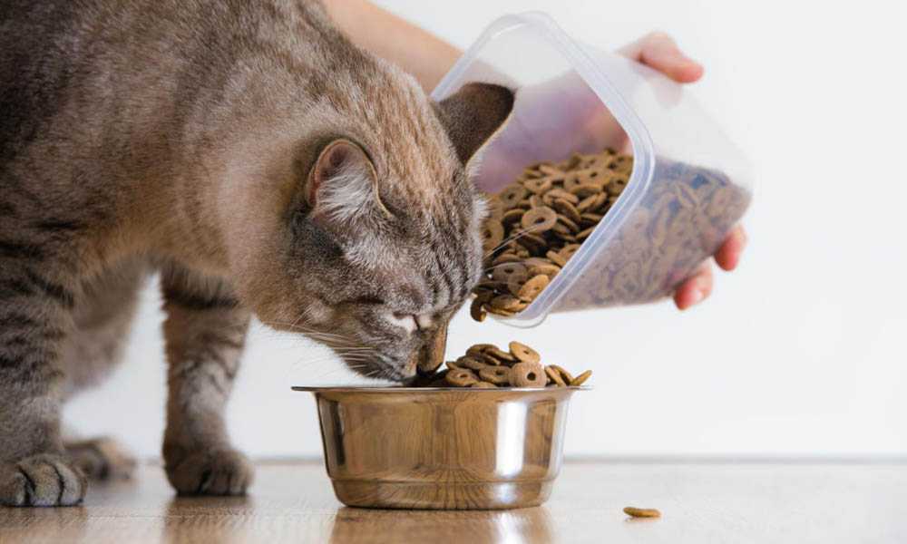 Лакомства для кошек своими руками: рецепты, полезные советы