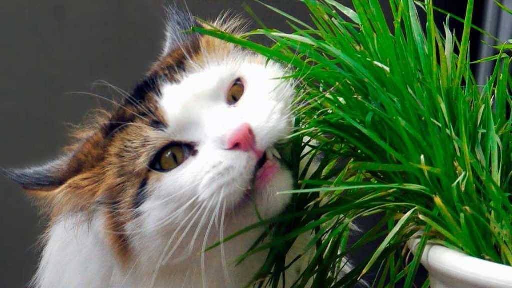 Ядовитые растения и цветы для кошек