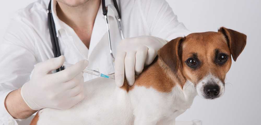 Профилактические прививки для кошек, виды вакцинации и сроки проведения
