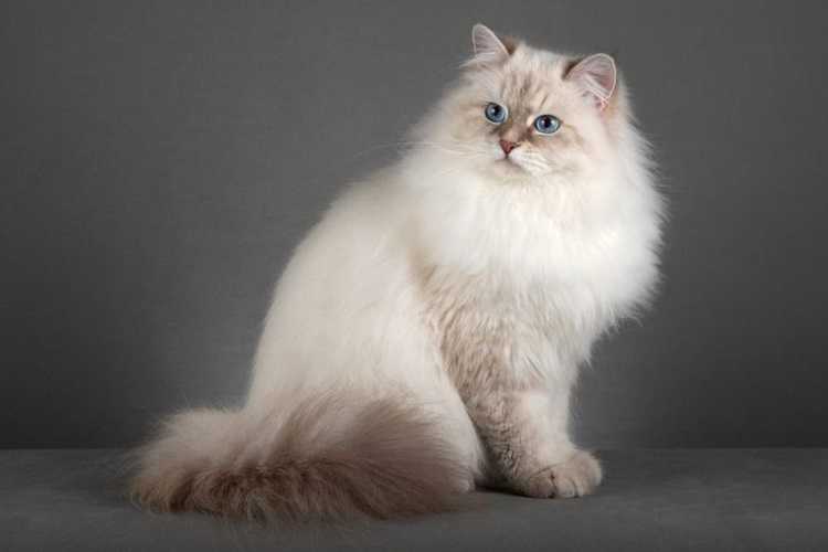 Невская маскарадная кошка: фото, описание, характер, содержание, отзывы