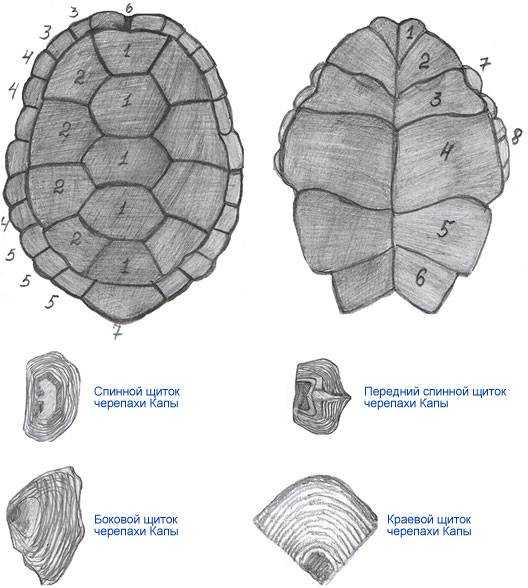 Среднеазиатская черепаха testudo agrionemys horsfieldii кормление. среднеазиатская степная черепаха