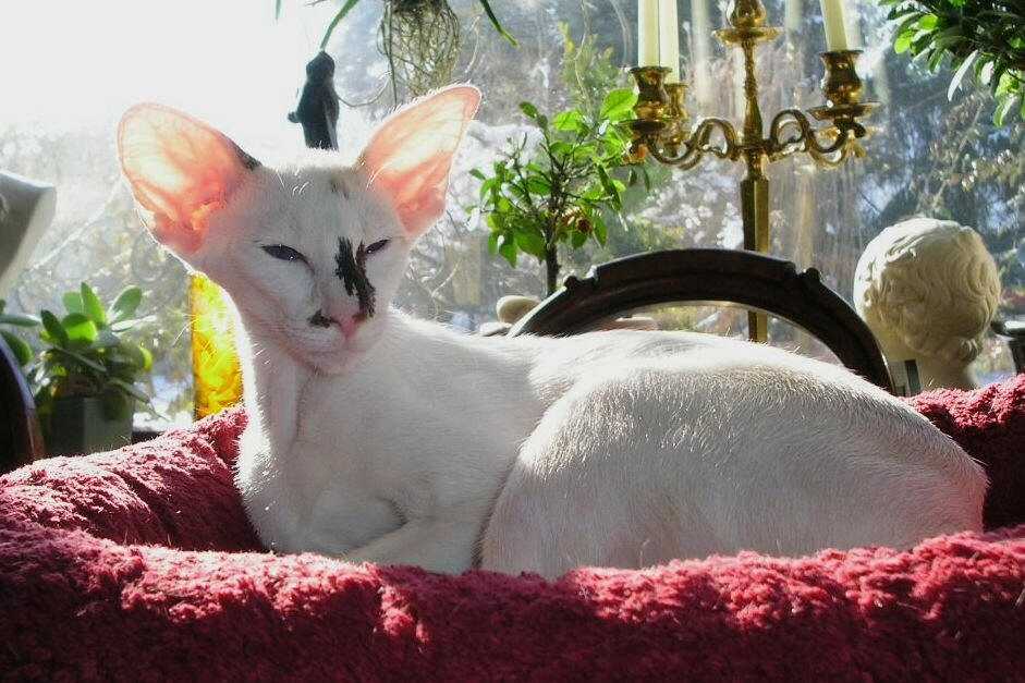 Сейшельская кошка: описание породы, характеристики, фото, правила ухода и содержания – petstory