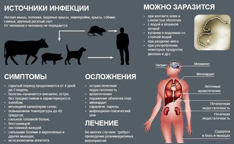 Лептоспироз у собак симптомы и лечение - фото