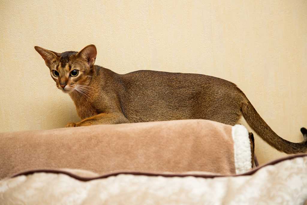 Питомники абиссинских кошек в москве и подмосковье