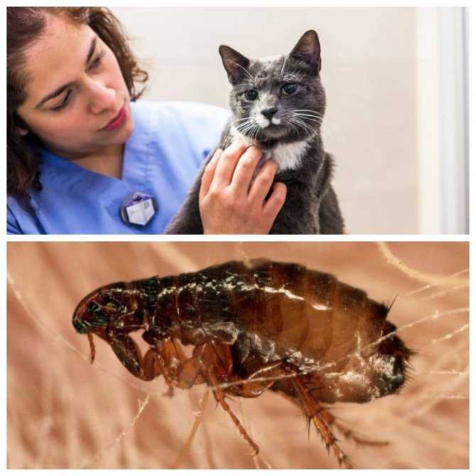 Ленточные глисты у кошек: симптомы, лечение и профилактика