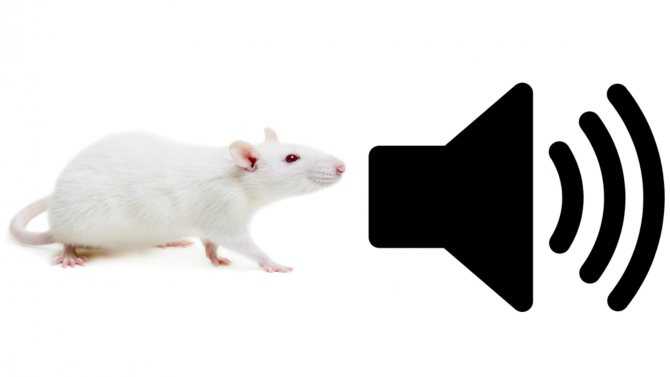 Почему крыса лижет руки ⋆ онлайн-журнал для женщин