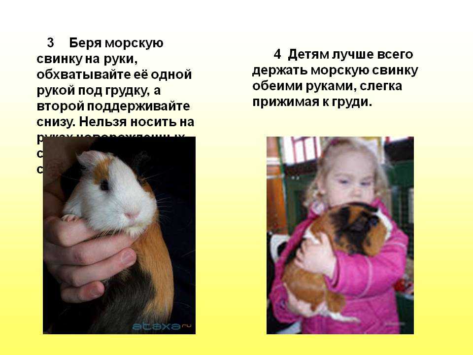 ᐉ почему морская свинка облизывает руки хозяину: причины - zoopalitra-spb.ru