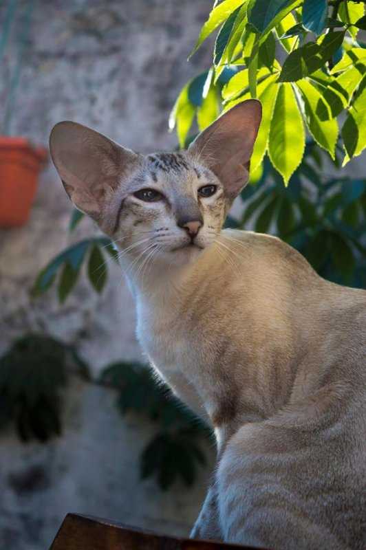 Сейшельская порода кошек: описание, фото, характер, поведение, отзывы владельцев, длинношёрстная и короткошёрстная