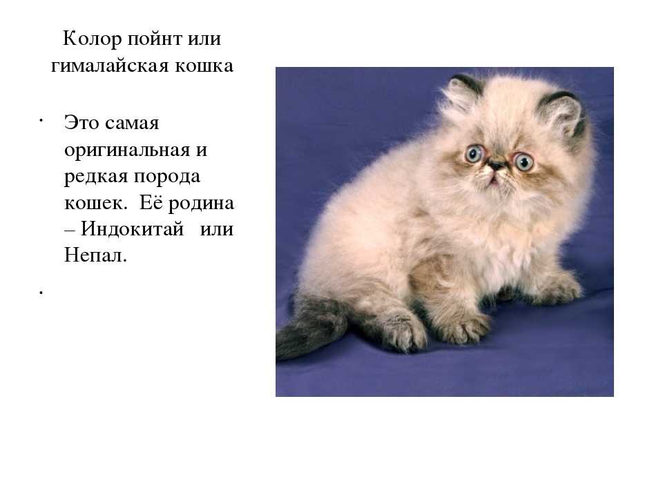 Гималайская кошка — особенности и характеристика породы, поведение и темперамент кошки, 62 фото