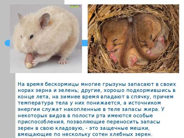 ᐉ почему хомяк спит целый день – сонный хомячок - zooshop-76.ru