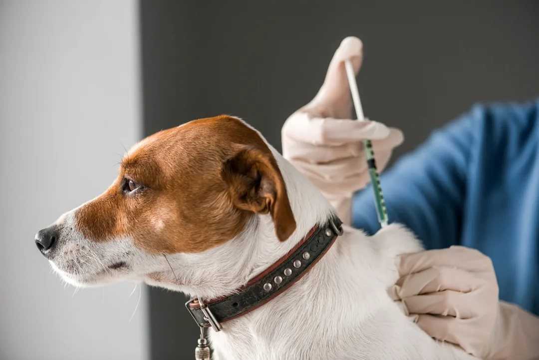 Прививки от бешенства для собак: когда и как делать