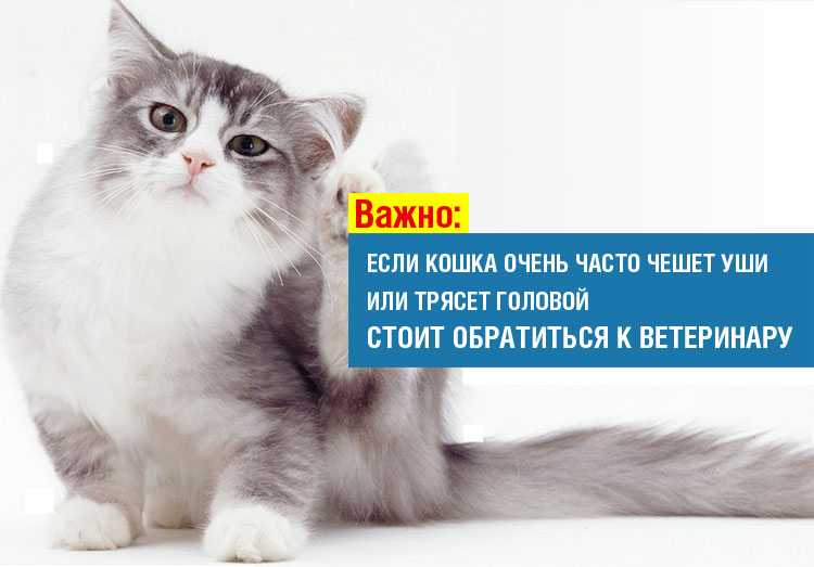 Почему кошка или кот часто трясет головой и ушами? - petstory
