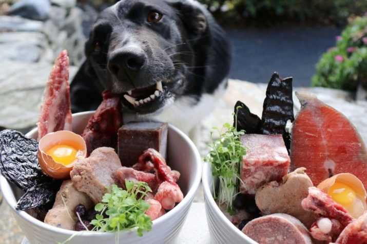 Чем кормить собаку после стерилизации