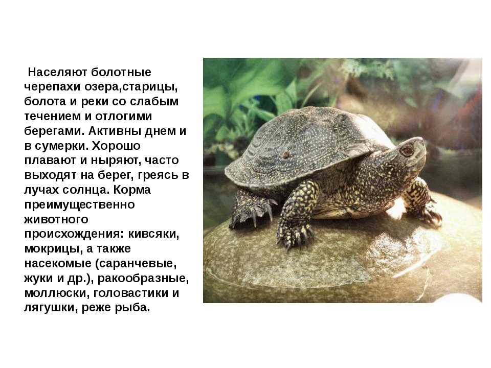Описание дальневосточной черепахи из красной книги